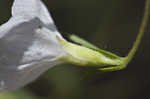 Coastalplain dawnflower